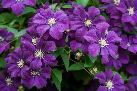 Clematis KLEMATIS WALDREBE CLEMATIS (clematis)
