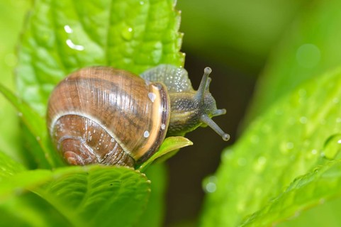 Black-mouthed ribbon snail (Cepaea nemoralis)