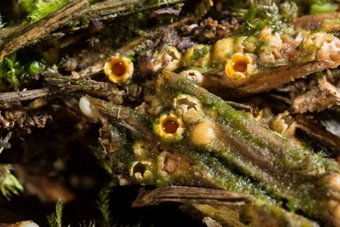 Shooting star fungus (Sphaerobolus stellatus)