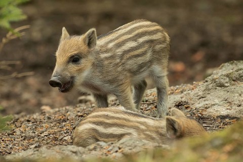 Wild boar (Sus scrofa)