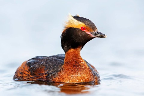 Horned Grebe, (Podiceps auritus), animals, birds, grebe family, swims in the water, Reykjahlíð,