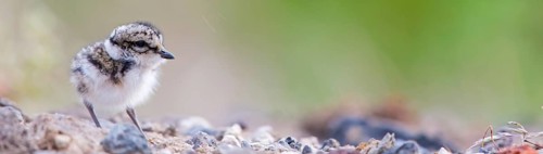 Ringed Plover, (Charadrius hiaticula), animals, birds, plover family, plover family, chicks, baby