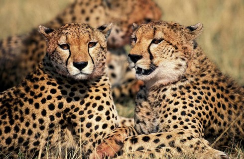 CHEETAH (acinonyx jubatus), GROUP LAYING DOWN AFTER EATING GAZELLE, MASAI MARA PARK, KENYA
