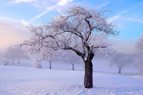 Sunrise with snow at Maulbronn, morning mood, fog with snow, dirt road with snow, sun with rays,