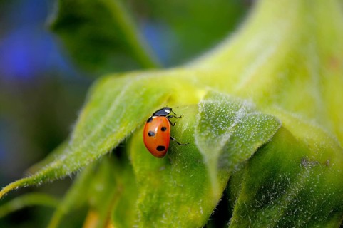 Ladybird on sunflower (Helianthus annuus) in the garden Sunflower