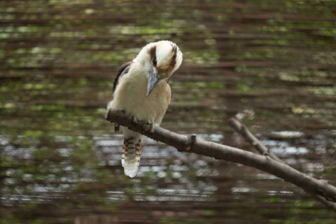 Portrait of a bird kookaburra (Dacelo novaeguineae)