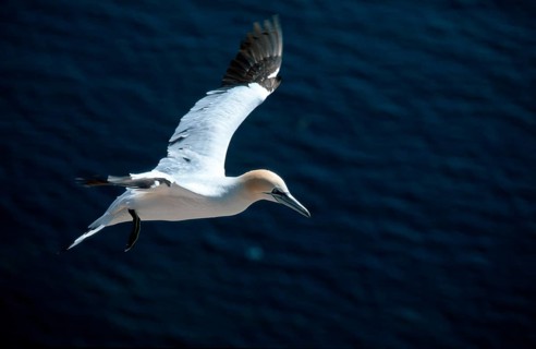 Northern Gannet (Morus bassanus), Heligoland, Northern gannet Schleswig-Holstein, Germany