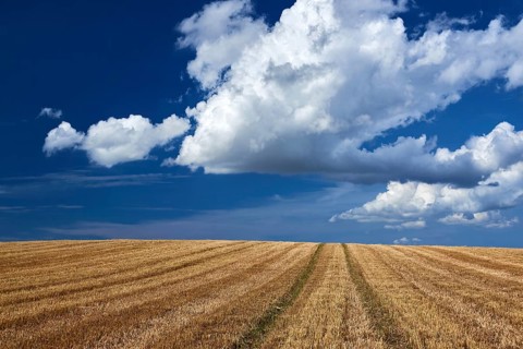 Stubbelfield after harvest on sunny day