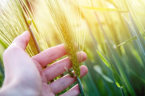 Farmer hand touching wheat fresh green wheat ears. Cornfield in the morning, sunshine