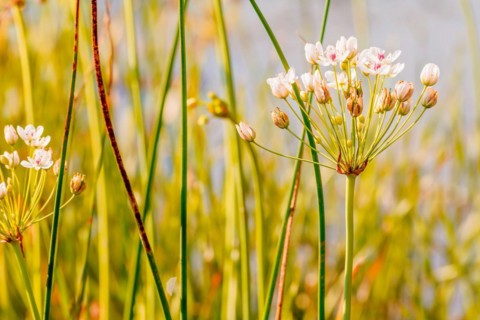 (Butomus umbellatus) growing near the Dnieper river in Kiev the capital of Ukraine