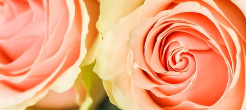 Delicate pale pink roses. Perfect for background greeting cards and wedding invitations, birthday,