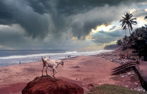 Papanasam beach at Varkala, Kerala, South India, India, Asia. Goat. Arabian sea