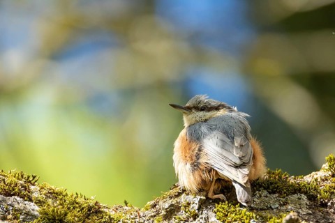 Close-up Nuthatch sitting on the bark. Bad Salzschlirf, Hessen, Germany