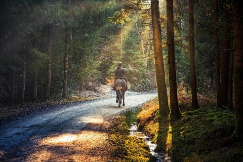 Woman riding a horse on a path in forest. Misty forest with sunbeams