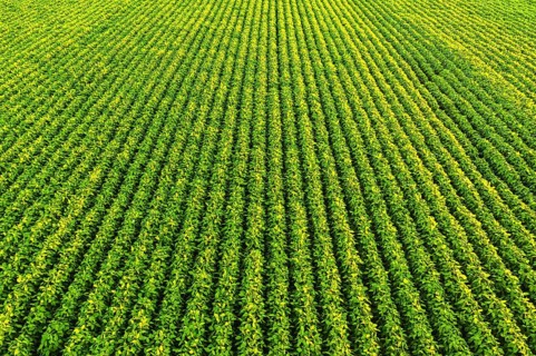 Soybean field with rows of soya bean plants. Aerial view. Agriculture in Austria