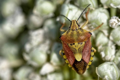 Purple fruit bug