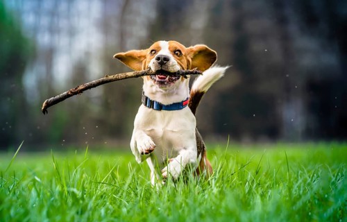 Dog with a wooden stick on a green meadow runs towards camera. Beagle dog canine outdoors concept.