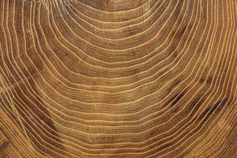 Close up growth rings tree. Resolution and high quality beautiful photo