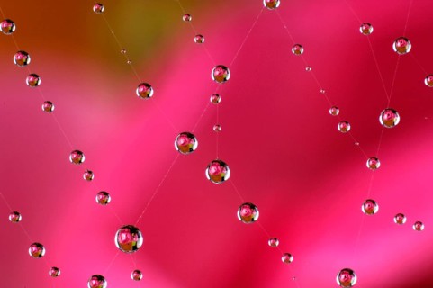Dewdrops in a spider's web