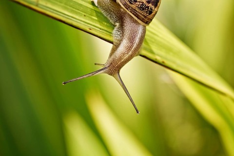 Snail in the summer garden