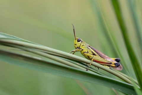 Large marsh grasshopper (Stethophyma grossum), sitting on blade of grass, Murnauer moss nature