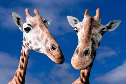 Giraffes (Giraffa camelopardalis)