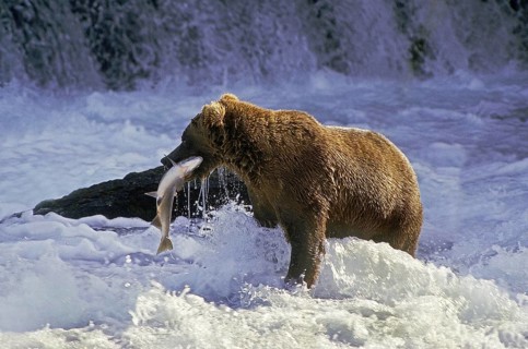 Grizzly Bear (ursus arctos horribilis), Adult standing in River, Fishing Salmon, Katmai park in