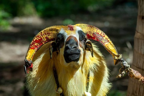 Goat waiting for kidaai Muttu Goat fighting near Madurai, Tamil Nadu, South India, India, Asia