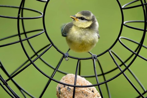 Juvenile blue tit at the feeding ring