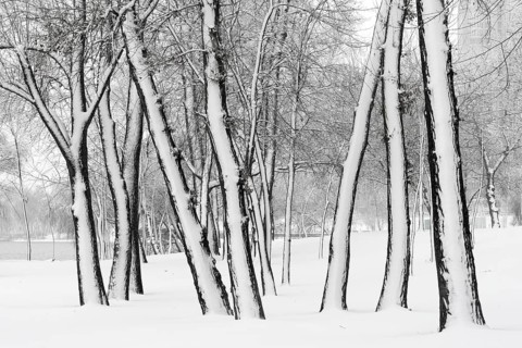 Trees in the Natalka park, close to the Dnieper river in Kiev, Ukraine. One side of the trees is