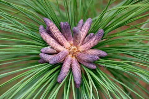 Caribbean (Pinus elliottii) pine, Florida, Elliot pine, USA