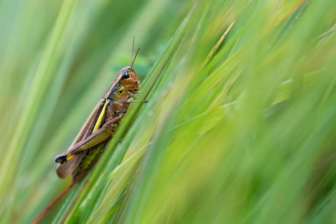 Large marsh grasshopper (Stethophyma grossum), sitting on blade of grass, Murnauer moss nature