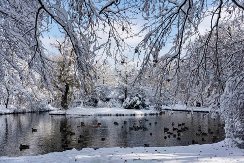 Ducks, brook and trees, winter with snow in the southern part of the English Garden, Munich,