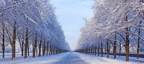 Snow-covered avenue in Herrenhausen, Hanover, Lower Saxony, Germany
