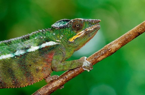 Willsi Canopy Chameleon (Furcifer willsii) (Chamaeleo willsii), side, Madagascar