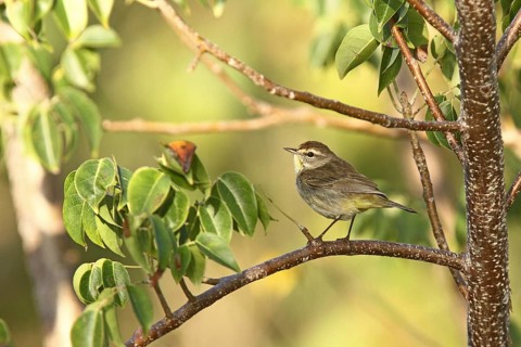 Palm Warbler