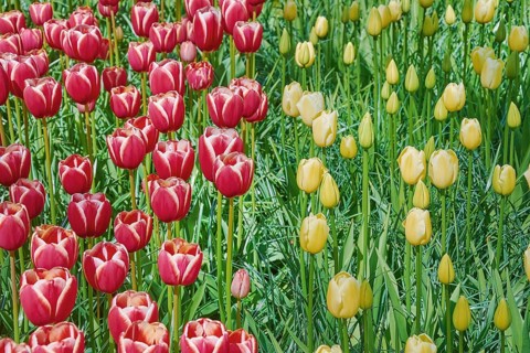 Flower Bed of Red and Yellow Tulips Keukenhof, Netherlands