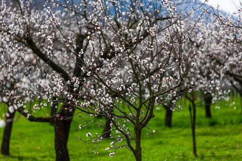 Apricot trees (Prunus armeniaca) in bloom, Wachau, Austria's largest apricot-growing region, Lower