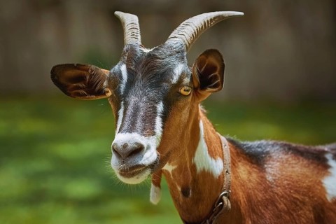 Portrait of Nanny Goat against the Dark Background Devnja, Bulgaria