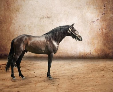 Andalusian breed stallion at abstract background