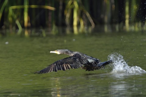 Cormorant in the Upper Lusatian pond area, Phalacrocorax carbo, Great Cormorant