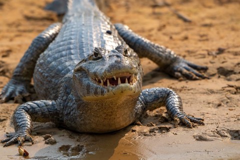 Caiman (Caimaninae), Alligator (Alligatoridae), Crocodile (Crocodylia), frontal, close-up, eye