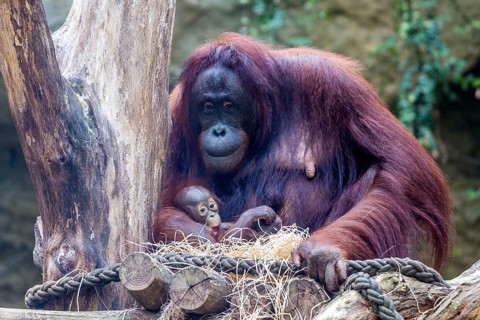 Orangutan