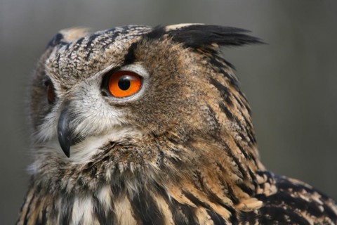 Bubu Bubo