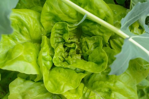 Strong green lettuce - close-up of leaf lettuce