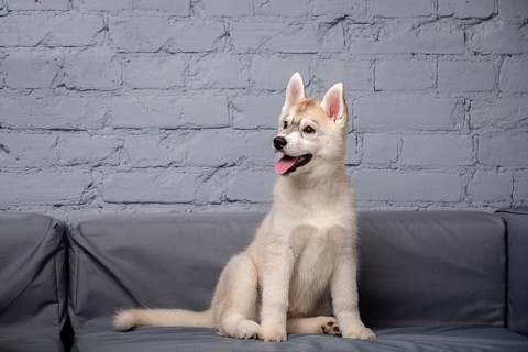 An active cheerful puppy of the age of two and a half months, a female of the light red husky breed