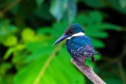 Central America, Costa Rica, Amazonian fisher, Chloroceryle amazona