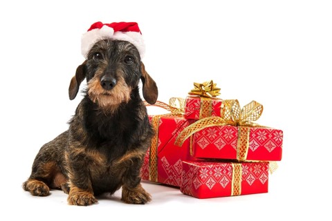 Wire haired dachshund with red hat of Santa Claus isolated over white background