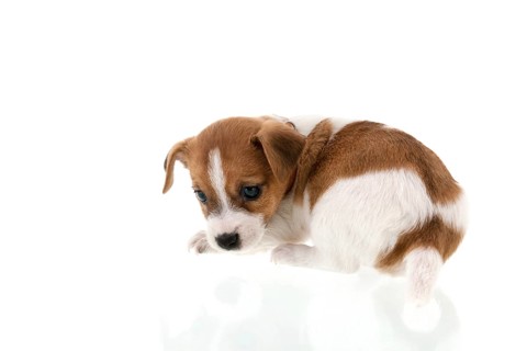 Six weeks old Jack Russel puppy dog isolated over white background