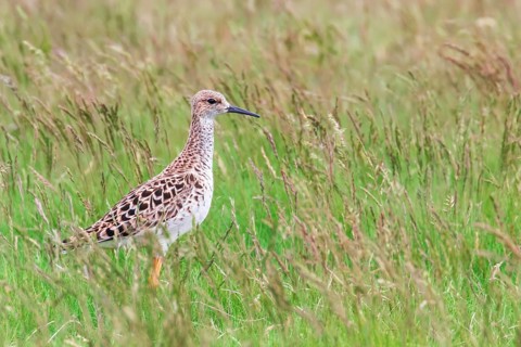 Ruff Bird on Grassland (Philomachus pugnax) Ruff Wader Bird